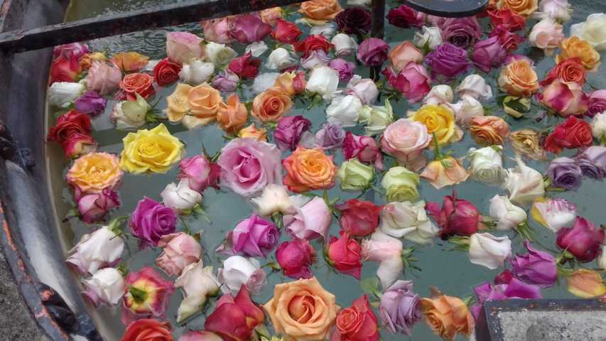 Blumen Rosen